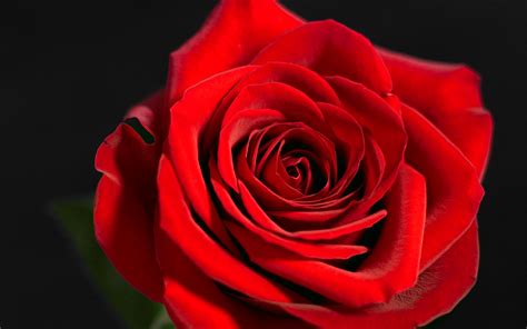 photo of red rose